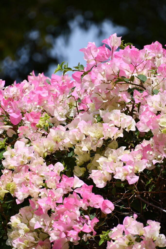 Trinitaria, Bougainville Curacao